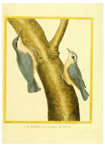 Reproducción/Reproduction 49640364692: Planches enluminées d'histoire naturelle. Paris? :s.n.,1765-1783?. 