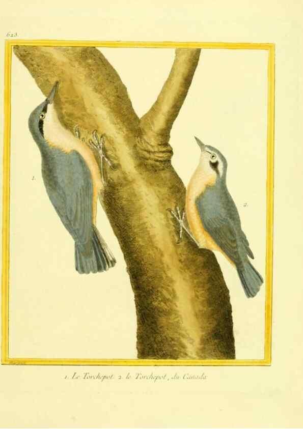 Reproducción/Reproduction 49640364692: Planches enluminées d'histoire naturelle. Paris? :s.n.,1765-1783?. 