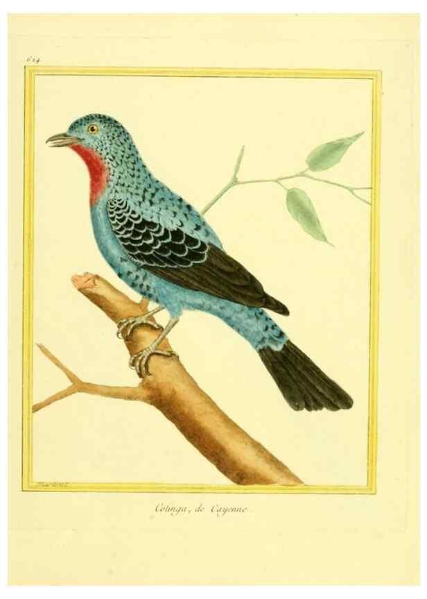 Reproducción/Reproduction 49640364922: Planches enluminées d'histoire naturelle. Paris? :s.n.,1765-1783?. 