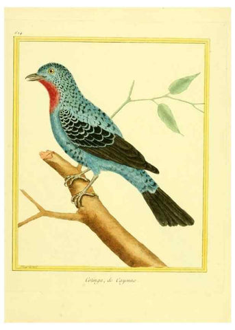 Reproducción/Reproduction 49640364922: Planches enluminées d'histoire naturelle. Paris? :s.n.,1765-1783?. 