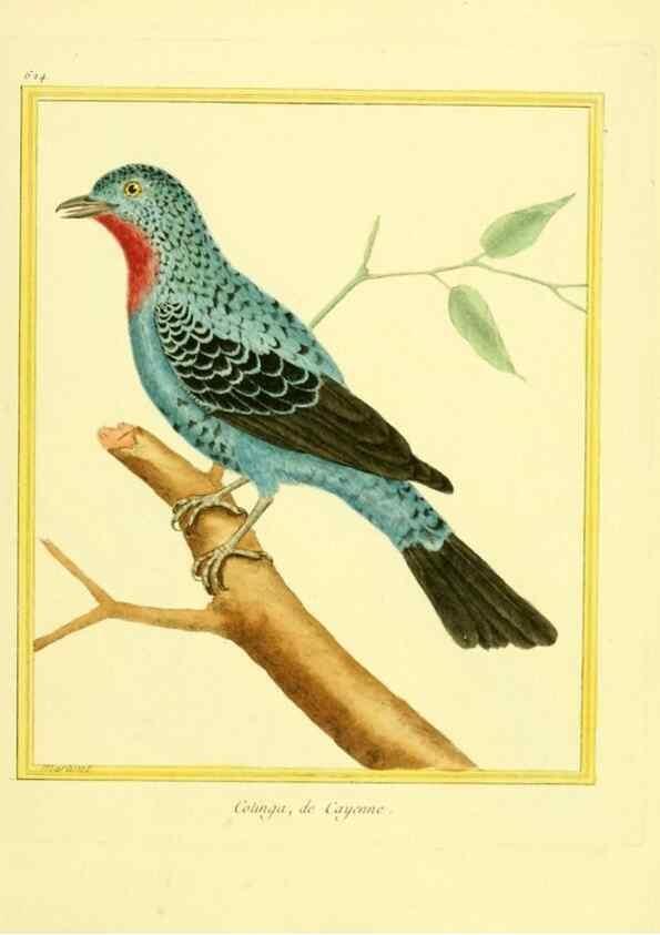Reproducción/Reproduction 49640364922: Planches enluminées d'histoire naturelle. Paris? :s.n.,1765-1783?. 
