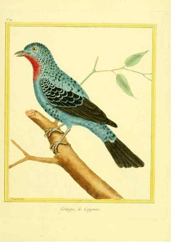 Reproducción/Reproduction 49640364922: Planches enluminées d'histoire naturelle. Paris? :s.n.,1765-1783?. 