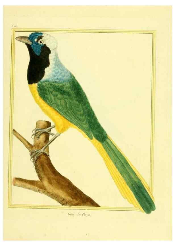 Reproducción/Reproduction 49639568273: Planches enluminées d'histoire naturelle. Paris? :s.n.,1765-1783?. 