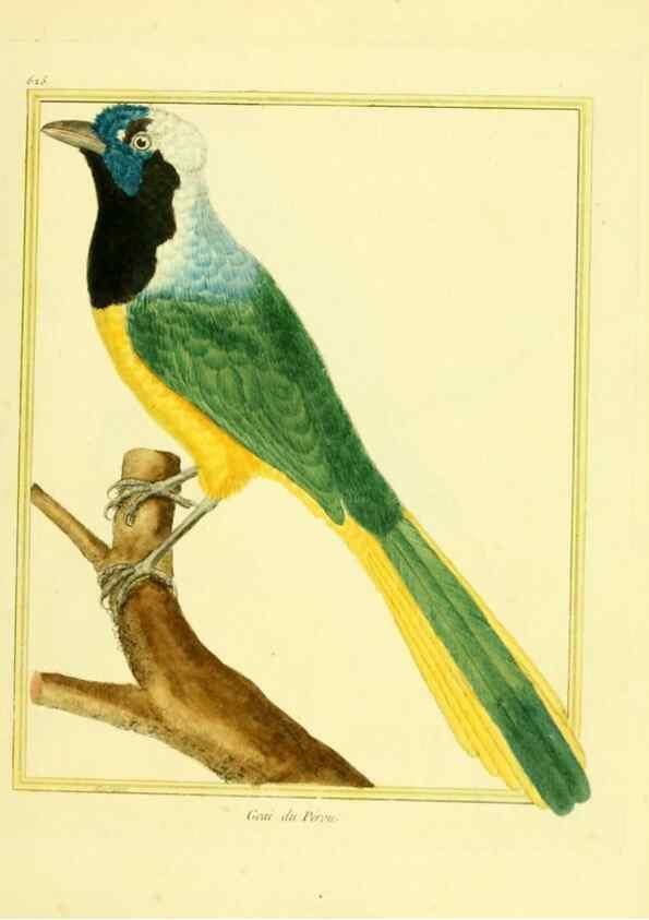 Reproducción/Reproduction 49639568273: Planches enluminées d'histoire naturelle. Paris? :s.n.,1765-1783?. 