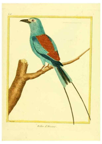 Reproducción/Reproduction 49640365347: Planches enluminées d'histoire naturelle. Paris? :s.n.,1765-1783?. 