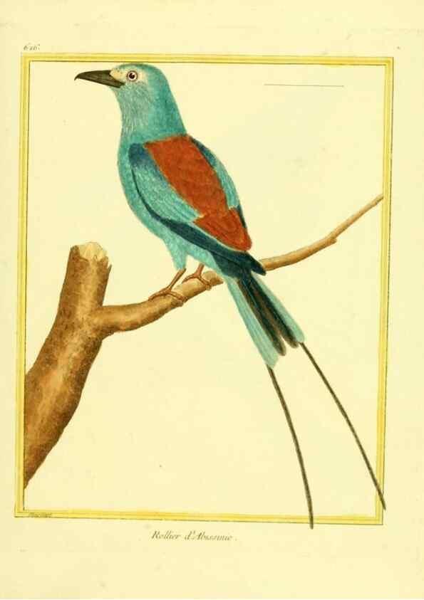 Reproducción/Reproduction 49640365347: Planches enluminées d'histoire naturelle. Paris? :s.n.,1765-1783?. 