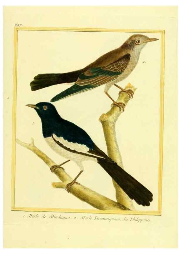 Reproducción/Reproduction 49640365557: Planches enluminées d'histoire naturelle. Paris? :s.n.,1765-1783?. 
