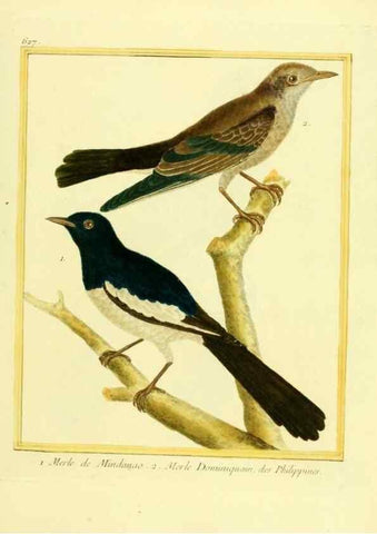 Reproducción/Reproduction 49640365557: Planches enluminées d'histoire naturelle. Paris? :s.n.,1765-1783?. 
