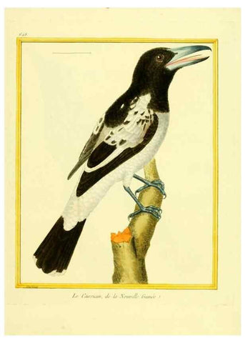 Reproducción/Reproduction 49639568953: Planches enluminées d'histoire naturelle. Paris? :s.n.,1765-1783?. 