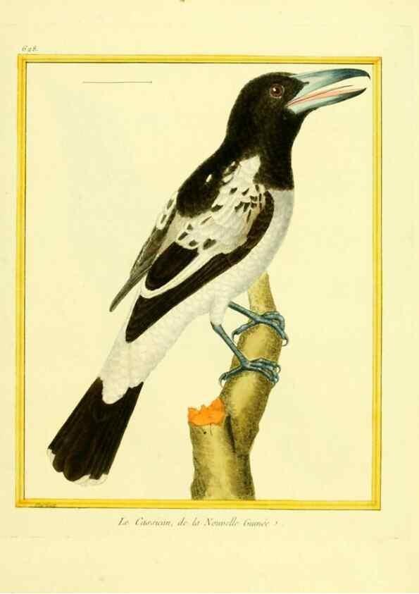 Reproducción/Reproduction 49639568953: Planches enluminées d'histoire naturelle. Paris? :s.n.,1765-1783?. 
