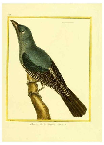Reproducción/Reproduction 49639569198: Planches enluminées d'histoire naturelle. Paris? :s.n.,1765-1783?. 