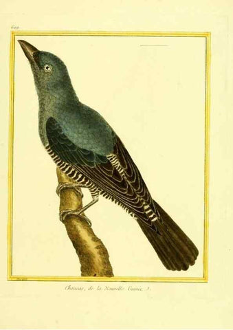 Reproducción/Reproduction 49639569198: Planches enluminées d'histoire naturelle. Paris? :s.n.,1765-1783?. 