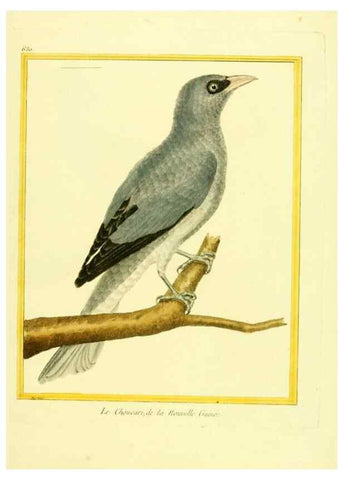 Reproducción/Reproduction 49640366207: Planches enluminées d'histoire naturelle. Paris? :s.n.,1765-1783?. 
