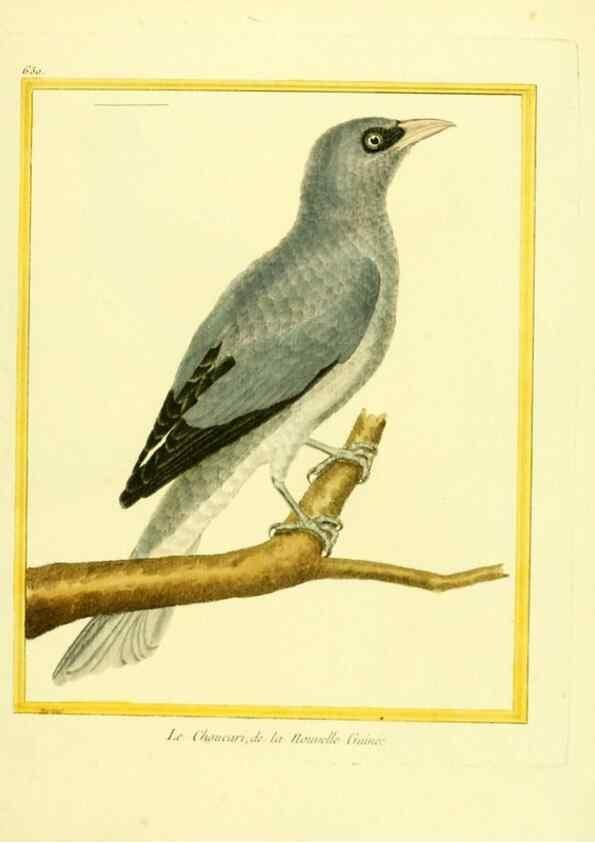 Reproducción/Reproduction 49640366207: Planches enluminées d'histoire naturelle. Paris? :s.n.,1765-1783?. 