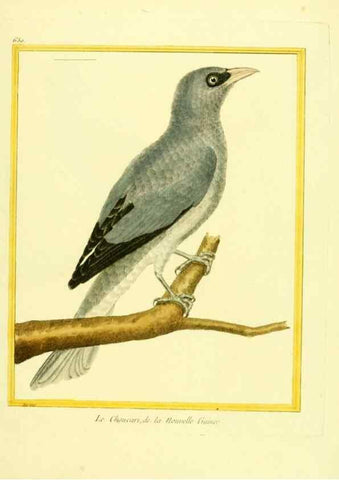 Reproducción/Reproduction 49640366207: Planches enluminées d'histoire naturelle. Paris? :s.n.,1765-1783?. 