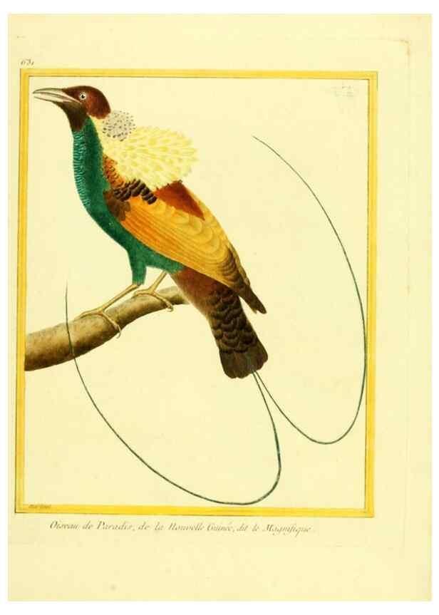 Reproducción/Reproduction 49640093301: Planches enluminées d'histoire naturelle. Paris? :s.n.,1765-1783?. 