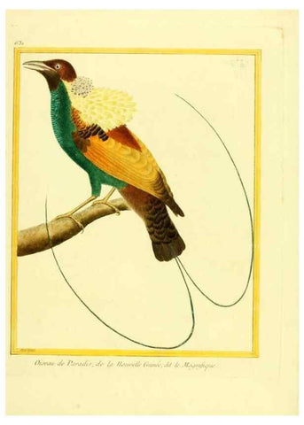 Reproducción/Reproduction 49640093301: Planches enluminées d'histoire naturelle. Paris? :s.n.,1765-1783?. 