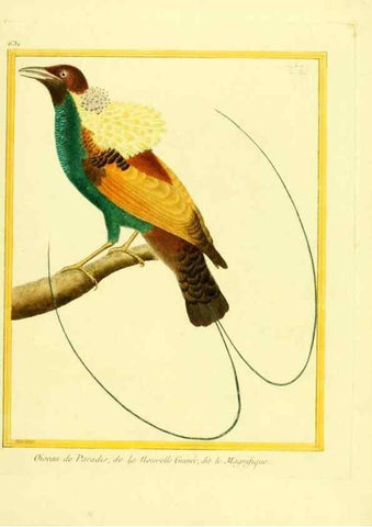 Reproducción/Reproduction 49640093301: Planches enluminées d'histoire naturelle. Paris? :s.n.,1765-1783?. 