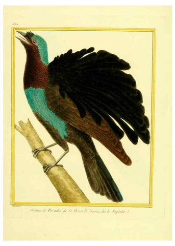 Reproducción/Reproduction 49640093581: Planches enluminées d'histoire naturelle. Paris? :s.n.,1765-1783?. 