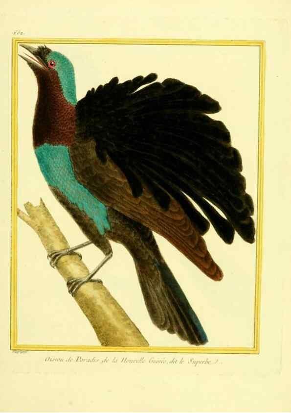 Reproducción/Reproduction 49640093581: Planches enluminées d'histoire naturelle. Paris? :s.n.,1765-1783?. 