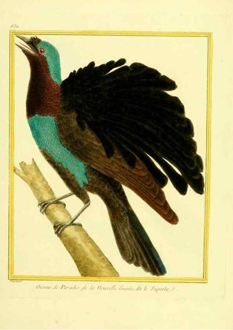 Reproducción/Reproduction 49640093581: Planches enluminées d'histoire naturelle. Paris? :s.n.,1765-1783?. 