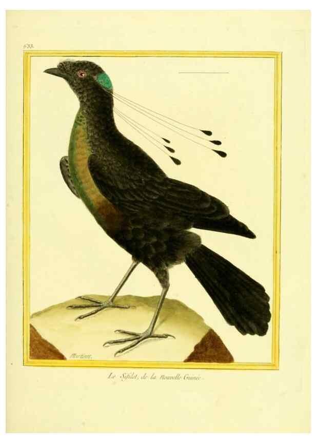 Reproducción/Reproduction 49640093836: Planches enluminées d'histoire naturelle. Paris? :s.n.,1765-1783?. 