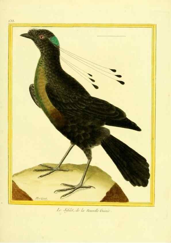 Reproducción/Reproduction 49640093836: Planches enluminées d'histoire naturelle. Paris? :s.n.,1765-1783?. 
