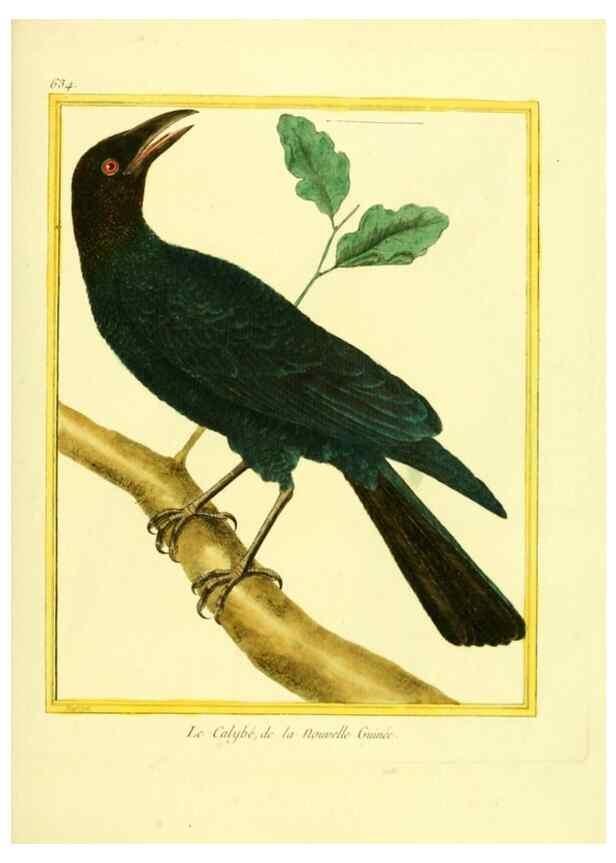 Reproducción/Reproduction 49639570408: Planches enluminées d'histoire naturelle. Paris? :s.n.,1765-1783?. 