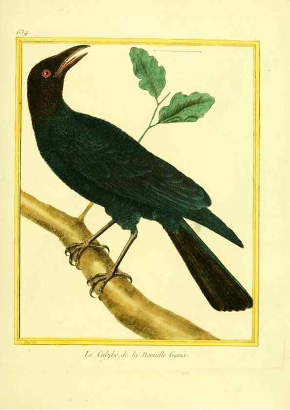 Reproducción/Reproduction 49639570408: Planches enluminées d'histoire naturelle. Paris? :s.n.,1765-1783?. 