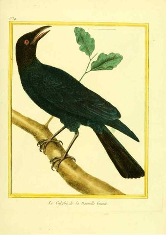 Reproducción/Reproduction 49639570408: Planches enluminées d'histoire naturelle. Paris? :s.n.,1765-1783?. 