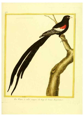 Reproducción/Reproduction 49640367257: Planches enluminées d'histoire naturelle. Paris? :s.n.,1765-1783?. 