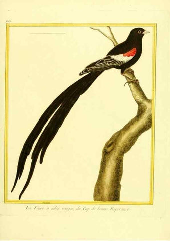Reproducción/Reproduction 49640367257: Planches enluminées d'histoire naturelle. Paris? :s.n.,1765-1783?. 