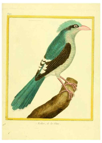 Reproducción/Reproduction 49639566913: Planches enluminées d'histoire naturelle. Paris? :s.n.,1765-1783?. 