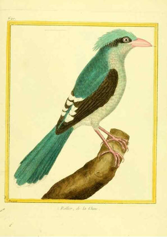 Reproducción/Reproduction 49639566913: Planches enluminées d'histoire naturelle. Paris? :s.n.,1765-1783?. 