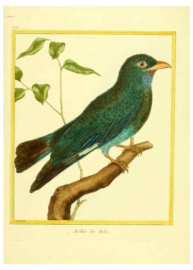 Reproducción/Reproduction 49639566613: Planches enluminées d'histoire naturelle. Paris? :s.n.,1765-1783?. 