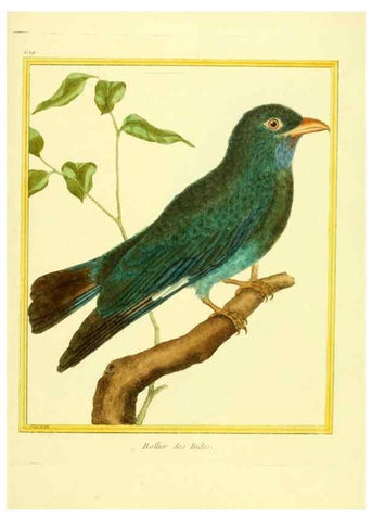 Reproducción/Reproduction 49639566613: Planches enluminées d'histoire naturelle. Paris? :s.n.,1765-1783?. 