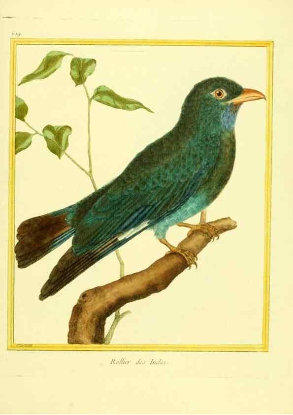 Reproducción/Reproduction 49639566613: Planches enluminées d'histoire naturelle. Paris? :s.n.,1765-1783?. 