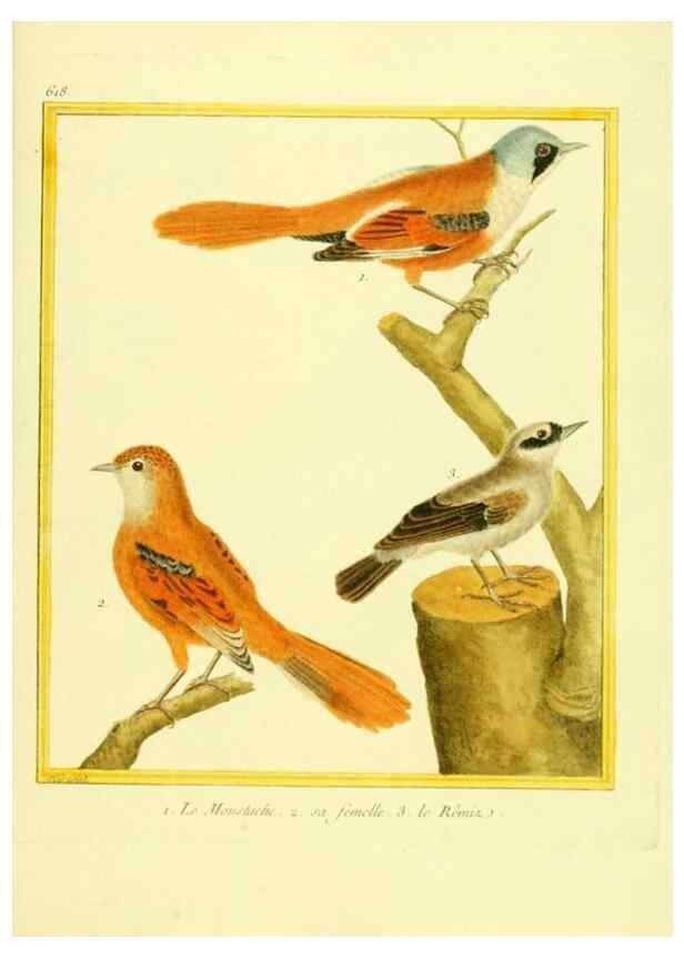 Reproducción/Reproduction 49640363412: Planches enluminées d'histoire naturelle. Paris? :s.n.,1765-1783?. 