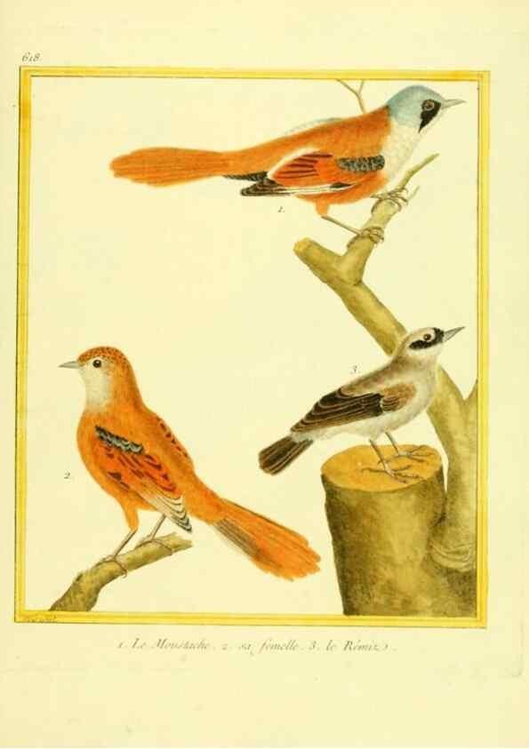 Reproducción/Reproduction 49640363412: Planches enluminées d'histoire naturelle. Paris? :s.n.,1765-1783?. 