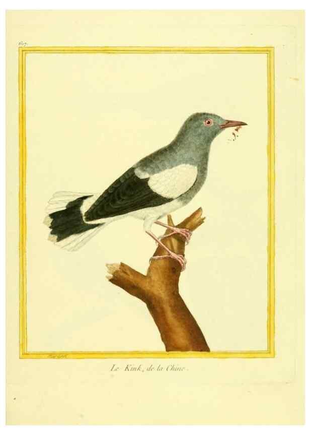 Reproducción/Reproduction 49639566113: Planches enluminées d'histoire naturelle. Paris? :s.n.,1765-1783?. 