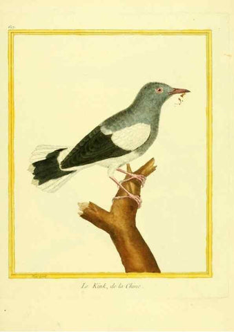 Reproducción/Reproduction 49639566113: Planches enluminées d'histoire naturelle. Paris? :s.n.,1765-1783?. 