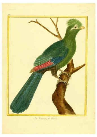 Reproducción/Reproduction 49640358662: Planches enluminées d'histoire naturelle. Paris? :s.n.,1765-1783?. 