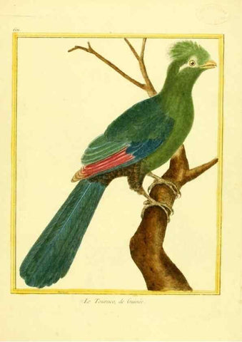 Reproducción/Reproduction 49640358662: Planches enluminées d'histoire naturelle. Paris? :s.n.,1765-1783?. 