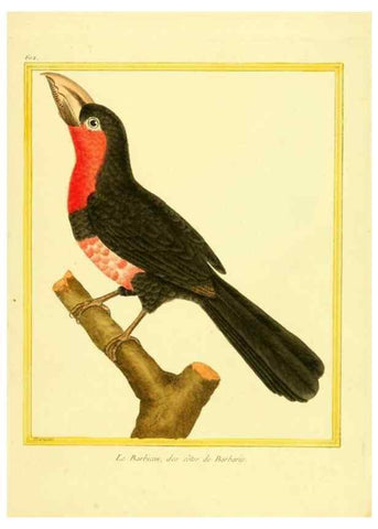 Reproducción/Reproduction 49639561933: Planches enluminées d'histoire naturelle. Paris? :s.n.,1765-1783?. 