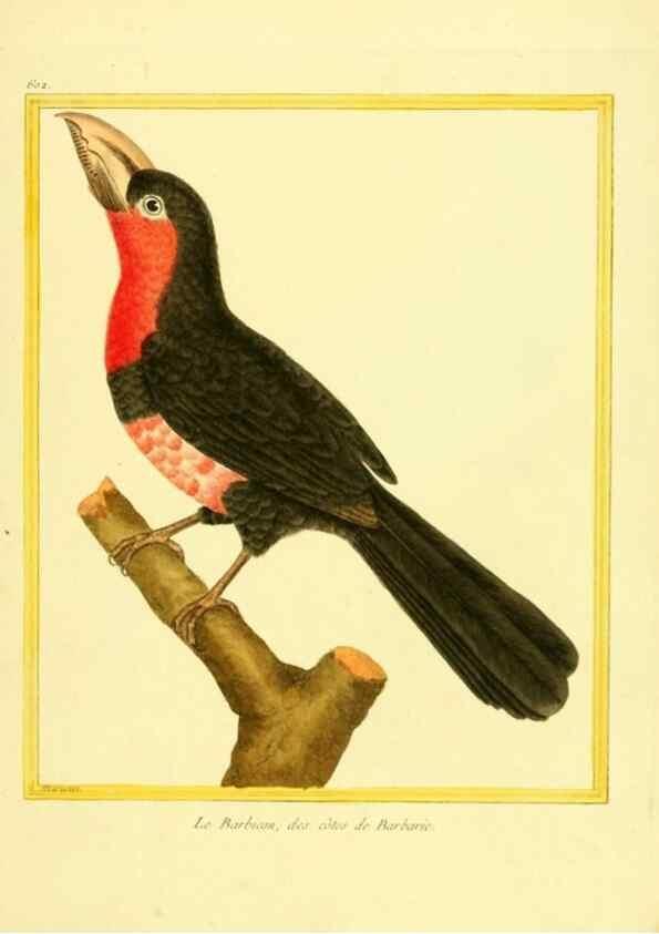 Reproducción/Reproduction 49639561933: Planches enluminées d'histoire naturelle. Paris? :s.n.,1765-1783?. 