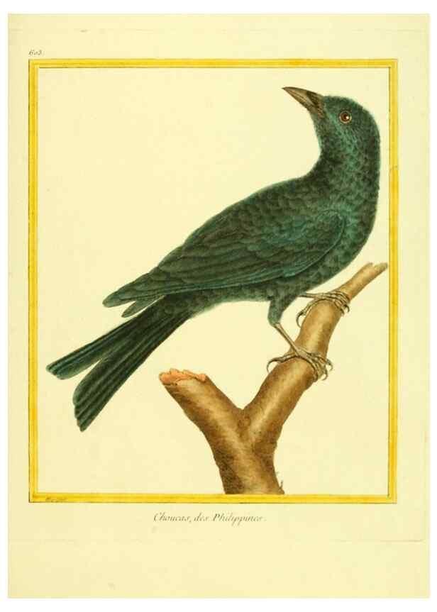 Reproducción/Reproduction 49639562178: Planches enluminées d'histoire naturelle. Paris? :s.n.,1765-1783?. 
