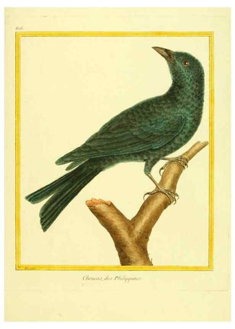 Reproducción/Reproduction 49639562178: Planches enluminées d'histoire naturelle. Paris? :s.n.,1765-1783?. 