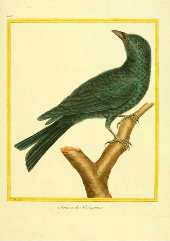Reproducción/Reproduction 49639562178: Planches enluminées d'histoire naturelle. Paris? :s.n.,1765-1783?. 