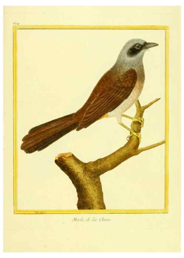 Reproducción/Reproduction 49639562558: Planches enluminées d'histoire naturelle. Paris? :s.n.,1765-1783?. 