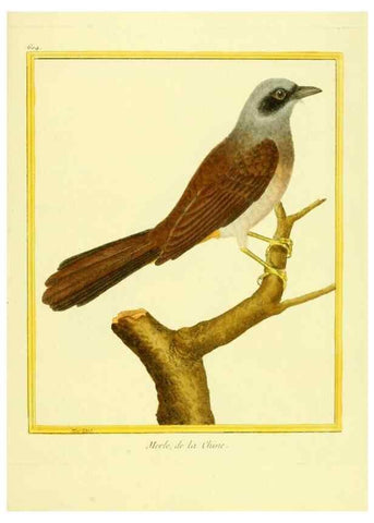 Reproducción/Reproduction 49639562558: Planches enluminées d'histoire naturelle. Paris? :s.n.,1765-1783?. 